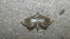 Agassiziella picalis