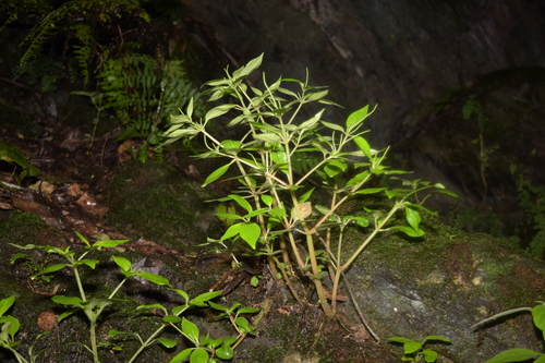 Peperomia subblanda