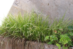 Carex paniculata