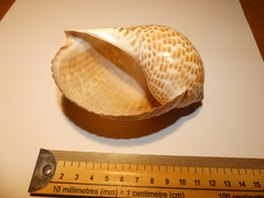 Tonna perdix