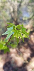 Liquidambar styraciflua image