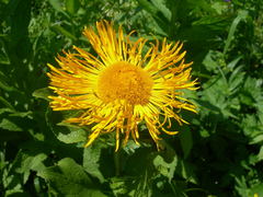 Pentanema orientale