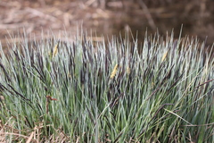 Carex riparia
