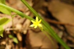 Hypoxis mexicana