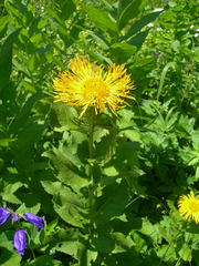 Pentanema orientale