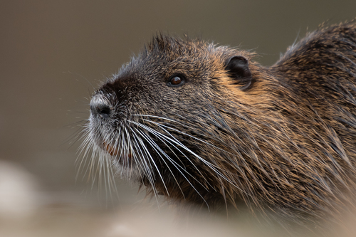 Coypu, photo 2 of 9