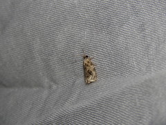 Phaecasiophora leechi