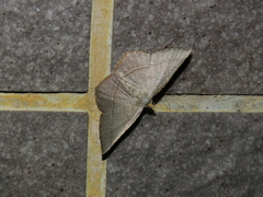 Plesiomorpha flaviceps