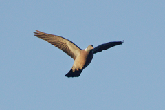 Columba palumbus