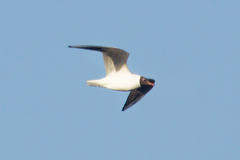 Chroicocephalus ridibundus