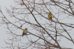Chloris chloris