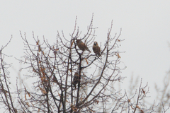 Coccothraustes coccothraustes