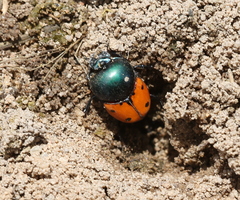 Helictopleurus quadripunctatus