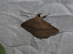 Ugia purpurea