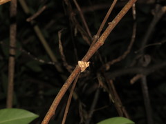 Saroba pustulifera