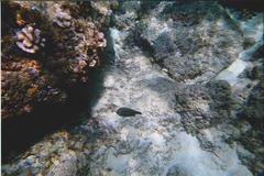 Canthigaster amboinensis
