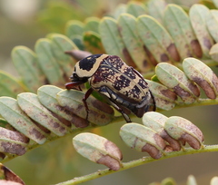 Euryomia argentea
