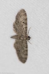Eupithecia jejunata