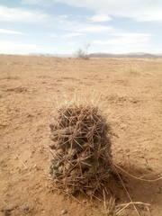 Coryphantha robustispina uncinata