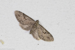 Eupithecia bolterii