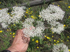 Eriogonum multiflorum