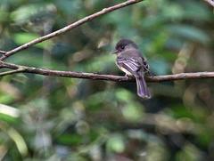 Contopus latirostris blancoi