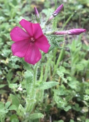 Phlox drummondii