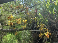 Cyrtopodium punctatum