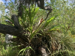 Cyrtopodium punctatum