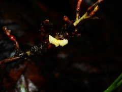 Renealmia monosperma