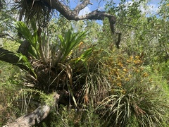 Cyrtopodium punctatum