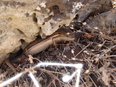 Heremites vittatus