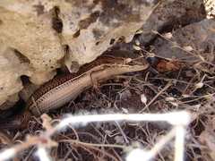 Heremites vittatus