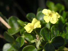 Oxalis megalorrhiza