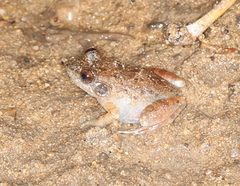 Mantidactylus