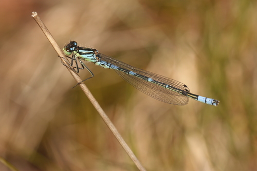 Irish Damselfly, Gelderland, NL, photo 9 of 10
