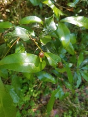 Dryocosmus quercuslaurifoliae