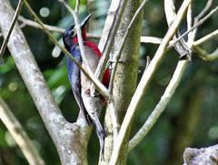 Melanerpes portoricensis