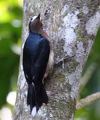 Melanerpes portoricensis