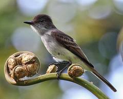 Myiarchus antillarum