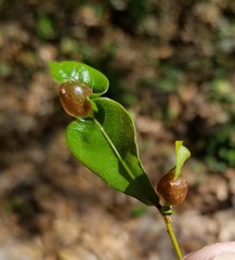 Dryocosmus quercuslaurifoliae