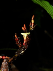 Renealmia monosperma