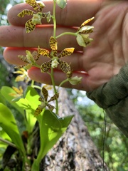 Prosthechea boothiana