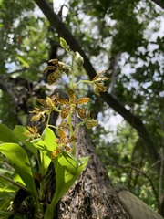 Prosthechea boothiana
