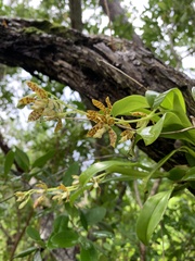 Prosthechea boothiana
