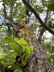 Prosthechea boothiana