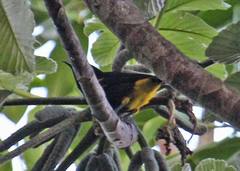 Icterus portoricensis