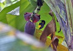 Icterus portoricensis
