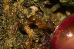 Nesomyrmex