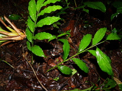Renealmia monosperma
